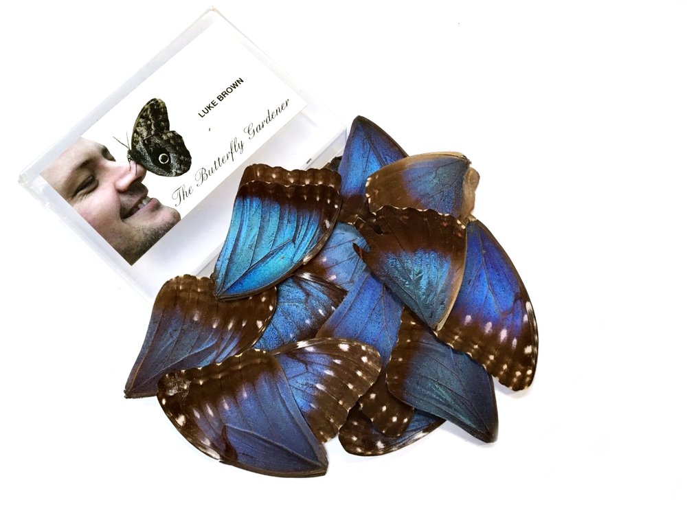 25 MORPHO WINGS 2ND'S